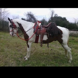 Meet your Posher, Bertin